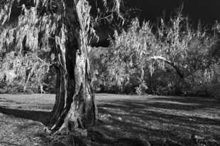 Oak and Moss-9937 Oak and Moss-9937